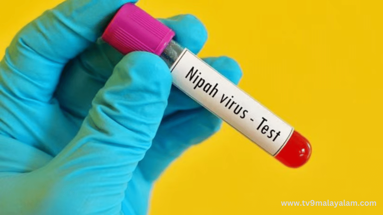 Nipah Virus: നിപ ഭീതിയൊഴിഞ്ഞു; രണ്ട് പേരുടെയും ഫലം നെഗറ്റീവ് Nipah Virus: നിപ ഭീതിയൊഴിഞ്ഞു; രണ്ട് പേരുടെയും ഫലം നെഗറ്റീവ്