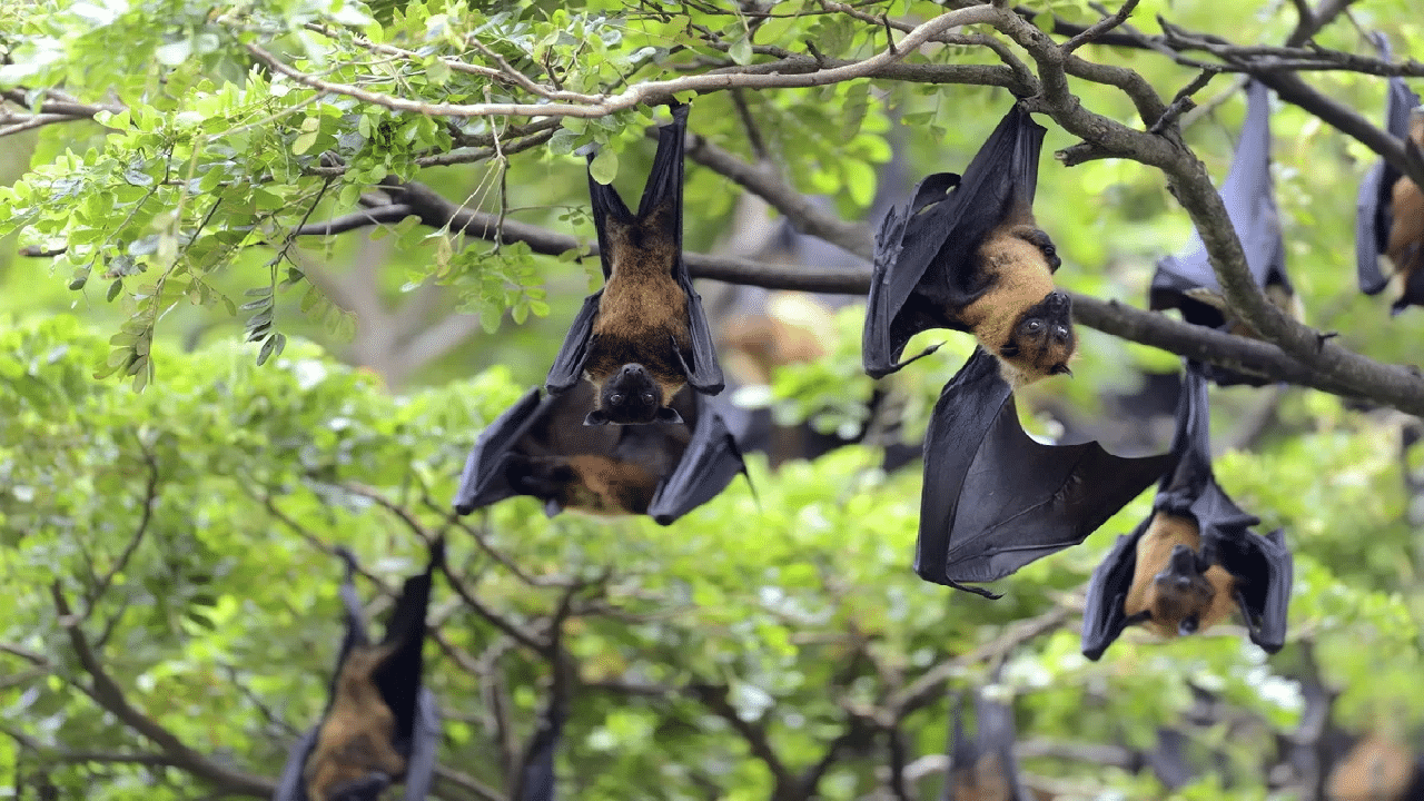 Nipah Symptoms: വീണ്ടും നിപ ഭീതിയിൽ; മലപ്പുറത്ത് രണ്ട് പേര്‍ക്ക് നിപ ലക്ഷണം; 151 പേര്‍ സമ്പര്‍ക്ക പട്ടികയില്‍