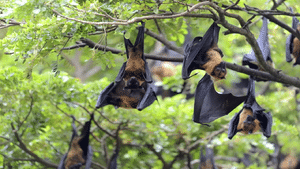 Nipah Outbreak Kerala: നിപ ബാധിതയുടെ ബന്ധുവായ കുട്ടിക്കും പനി; ആശുപത്രിയിൽ പ്രവേശിപ്പിച്ചു
