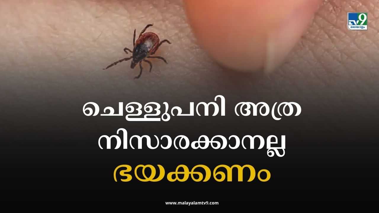 Scrub Typhus Symptoms: ചെള്ളുപനി അത്ര നിസാരക്കാരനല്ല, ഭയക്കണം; ഈ ലക്ഷണങ്ങള്‍ കണ്ടാല്‍ അവഗണിക്കേണ്ട