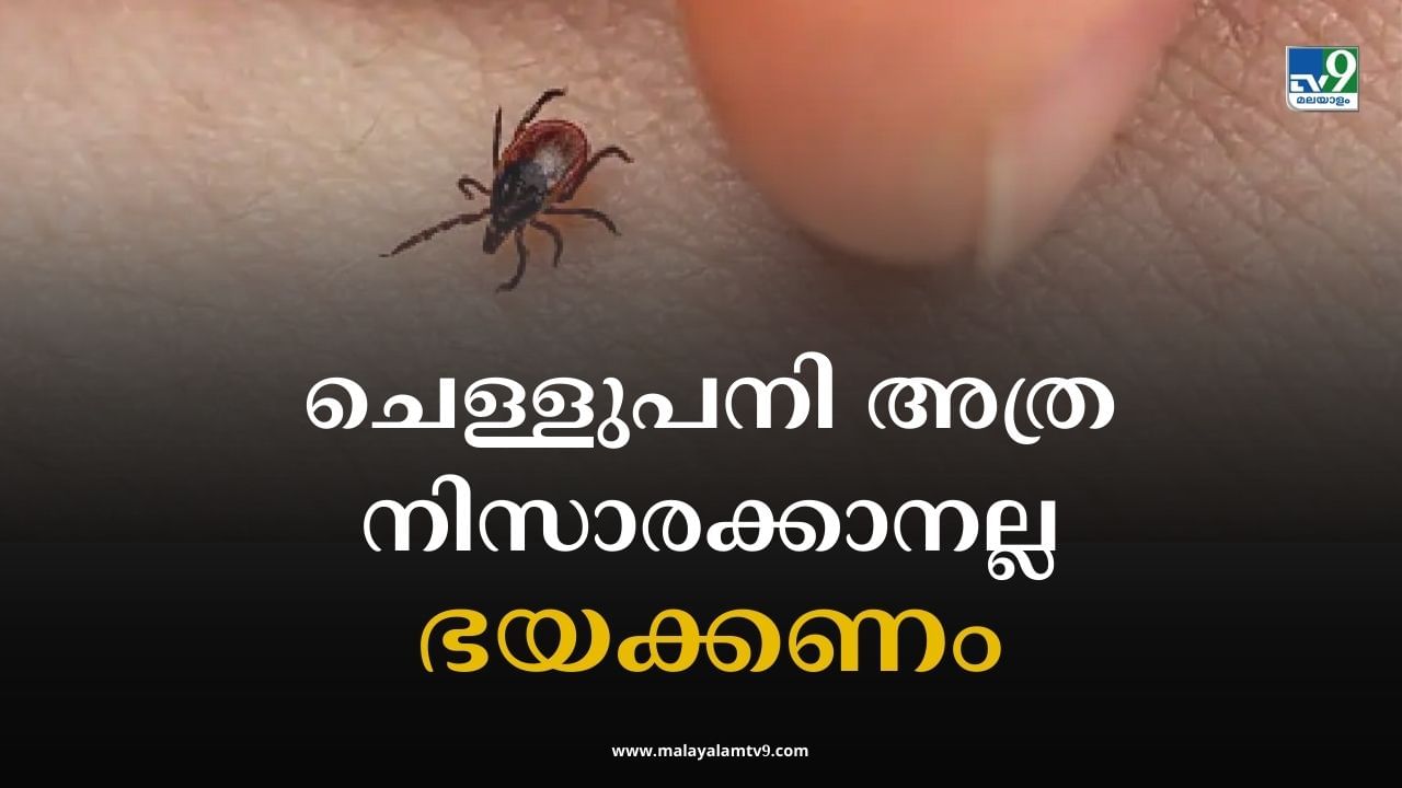 Scrub Typhus Symptoms: ചെള്ളുപനി അത്ര നിസാരക്കാരനല്ല, ഭയക്കണം; ഈ ലക്ഷണങ്ങള്‍ കണ്ടാല്‍ അവഗണിക്കേണ്ട