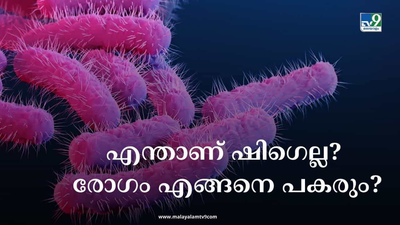 Shigella Symptoms: എന്താണ് ഷിഗെല്ല? രോഗം എങ്ങനെ പടരുന്നു, ലക്ഷണങ്ങള്‍ എന്തെല്ലാം?