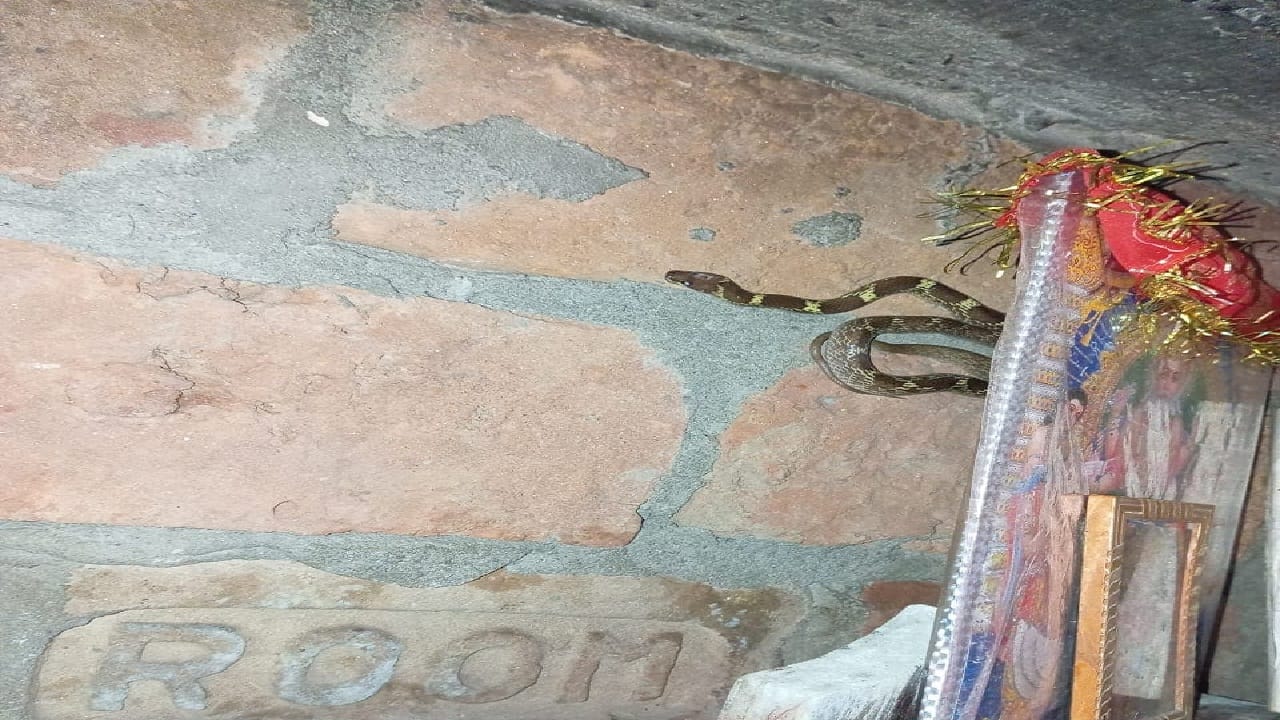 ഇത് കണ്ടതും ബീഹാറിലെ ജവഹര്‍ലാല്‍ നെഹ്‌റു മെഡിക്കല്‍ കോളേജിലെ ജീവനക്കാരെല്ലാം അമ്പരന്നു.
Image: Social Media