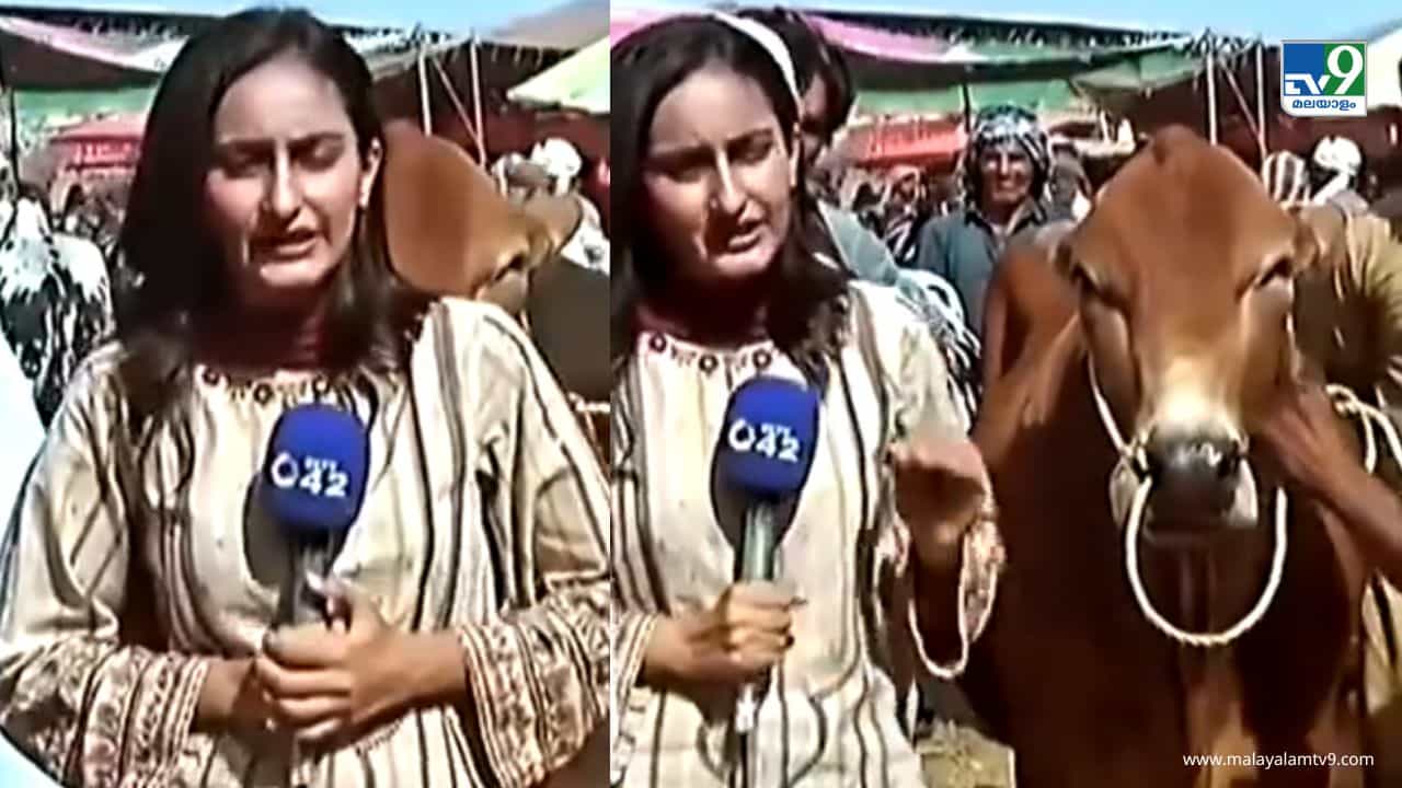 Viral Video: റിപ്പോർട്ടിങ്ങിനിടെയിൽ ടീവി റിപ്പോർട്ടക്ക് കാളയുടെ ഇടി- വീഡിയോ