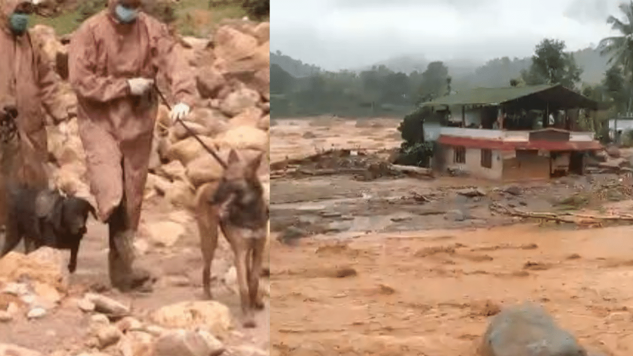 Wayanad Landslide: വയനാട് ഉരുൾപൊട്ടൽ; മനുഷ്യശരീരം കണ്ടെത്താൻ ദുരന്തഭൂമിയിലേക്ക് മായയും മർഫിയുമെത്തും Wayanad Landslide: വയനാട് ഉരുൾപൊട്ടൽ; മനുഷ്യശരീരം കണ്ടെത്താൻ ദുരന്തഭൂമിയിലേക്ക് മായയും മർഫിയുമെത്തും