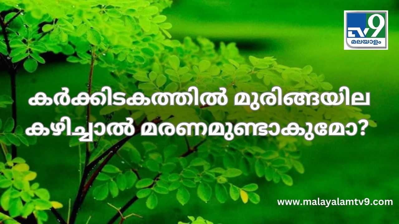 Moringa Leaf Side Effect : കർക്കിടകത്തിൽ മുരിങ്ങയില കഴിച്ചാൽ മരണമുണ്ടാകുമോ? സത്യമിങ്ങനെ...