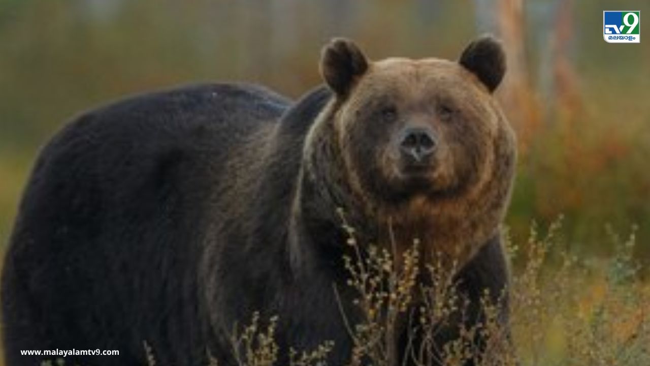 Romanian Bears: അൽപ്പം സീരിയസാണ്, 500 കരടികളെ കൊല്ലാൻ ഒടുവിൽ തീരുമാനം