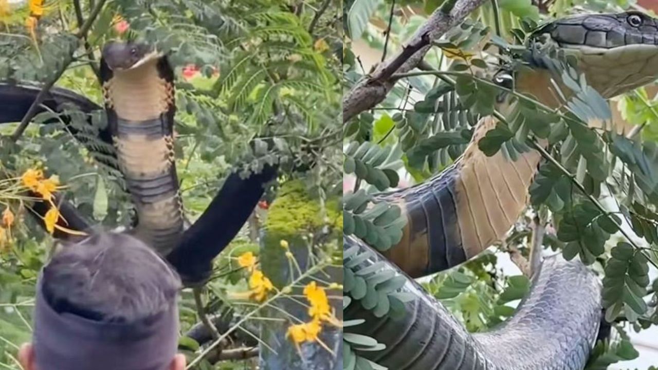 Viral video; അനക്കോണ്ടയല്ല 12 അടി നീളക്കാരൻ രാജവെമ്പാല ; വൈറലായി വീഡിയോ Viral video; അനക്കോണ്ടയല്ല 12 അടി നീളക്കാരൻ രാജവെമ്പാല ; വൈറലായി വീഡിയോ