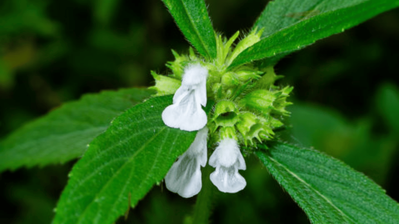 മാളോരെ... ഓണമിങ്ങെത്താറായി...! ഓണം മലയാളികൾക്ക് എന്നും ഒരു വികാരമാണ്. ഓണമെന്ന് കേട്ടാൽ ഓലക്കുടയേന്തി വരുന്ന മാവേലിയും അതുപോലെ പൂക്കളവും സദ്യയും, ഓണക്കോടിയുമെല്ലാം നമ്മളുടെ മനസ്സിലേയ്ക്ക് ഓടി വരും. എന്നാൽ എല്ലാത്തിനേക്കാളും മുന്നിൽ തന്നെ നിൽക്കുന്ന ഒരാളുണ്ട്. അതാണ് തുമ്പപ്പൂ. ഓണമെത്തിയാൽ പണ്ട് പറമ്പുകളിൽ തുമ്പയും തുമ്പിയുമെല്ലാം വിരുന്നെത്തും.  ഓണത്തിന് എന്തുകൊണ്ടാണ് തുമ്പപ്പൂവിന് ഇത്രയധികം പ്രധാന്യം വന്നത് എന്ന് നിങ്ങൾക്കറിയാമോ? 