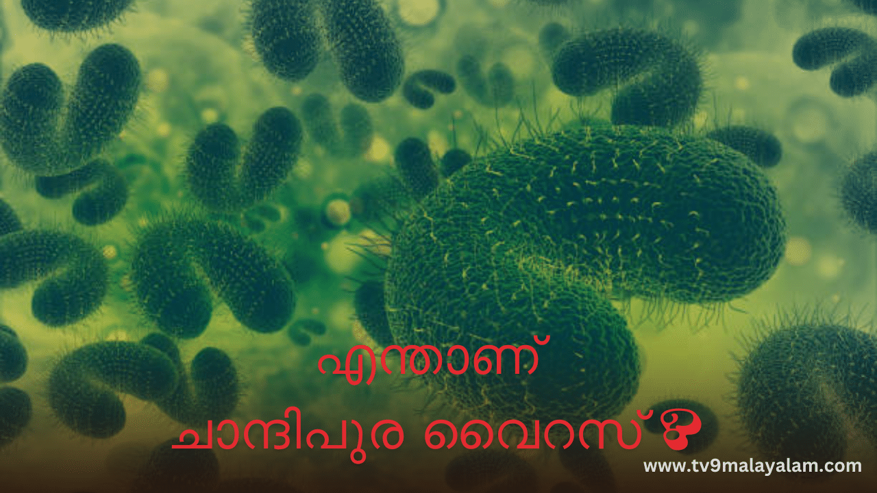 Chandipura Virus: എന്താണ് ചാന്ദിപുര വൈറസ് ? ഇവയിൽ നിന്ന് കുട്ടികളെ എങ്ങനെ സംരക്ഷിക്കാം, ലക്ഷണങ്ങളും കാരണങ്ങളും