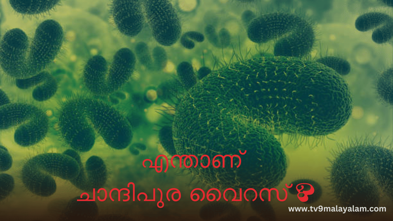Chandipura Virus: എന്താണ് ചാന്ദിപുര വൈറസ് ? ഇവയിൽ നിന്ന് കുട്ടികളെ എങ്ങനെ സംരക്ഷിക്കാം, ലക്ഷണങ്ങളും കാരണങ്ങളും Chandipura Virus: എന്താണ് ചാന്ദിപുര വൈറസ് ? ഇവയിൽ നിന്ന് കുട്ടികളെ എങ്ങനെ സംരക്ഷിക്കാം, ലക്ഷണങ്ങളും കാരണങ്ങളും