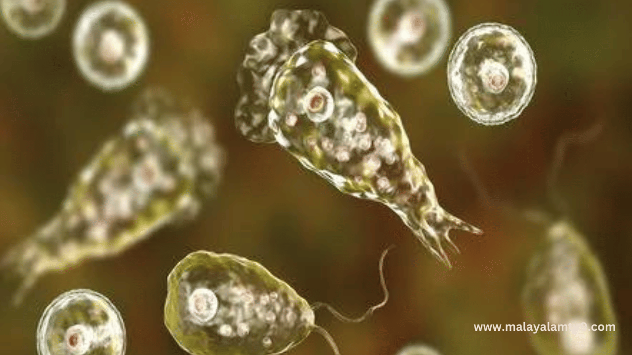 Amoebic Meningoencephalitis: തിരുവനന്തപുരത്ത് 4 പേർക്ക് അമീബിക് മസ്തിഷ്ക ജ്വരം; ജാഗ്രതാനിർദേശം Amoebic Meningoencephalitis: തിരുവനന്തപുരത്ത് 4 പേർക്ക് അമീബിക് മസ്തിഷ്ക ജ്വരം; ജാഗ്രതാനിർദേശം