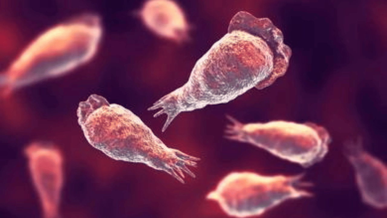 Kerala Amoebic Meningoencephalitis: വീണ്ടും അമീബിക് മസ്തിഷ്കജ്വരം; മലപ്പുറത്ത് 11കാരിക്ക് രോഗം സ്ഥിരീകരിച്ചു Kerala Amoebic Meningoencephalitis: വീണ്ടും അമീബിക് മസ്തിഷ്കജ്വരം; മലപ്പുറത്ത് 11കാരിക്ക് രോഗം സ്ഥിരീകരിച്ചു