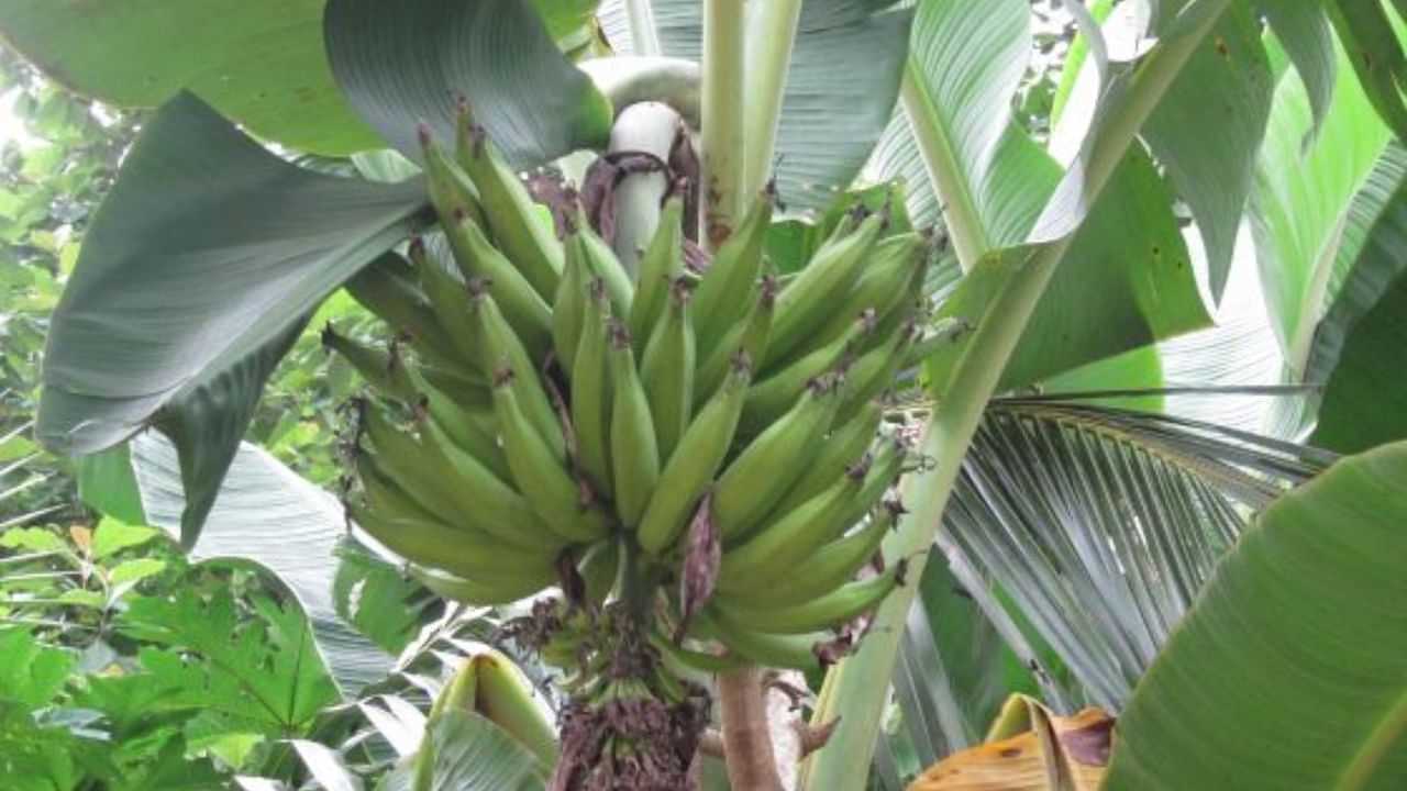 Kerala Banana Price: തൊട്ടാല്‍ വെറും പൊള്ളല്‍ അല്ല വെന്തുരുകും; നേന്ത്രക്കായക്ക് പൊന്നുംവില