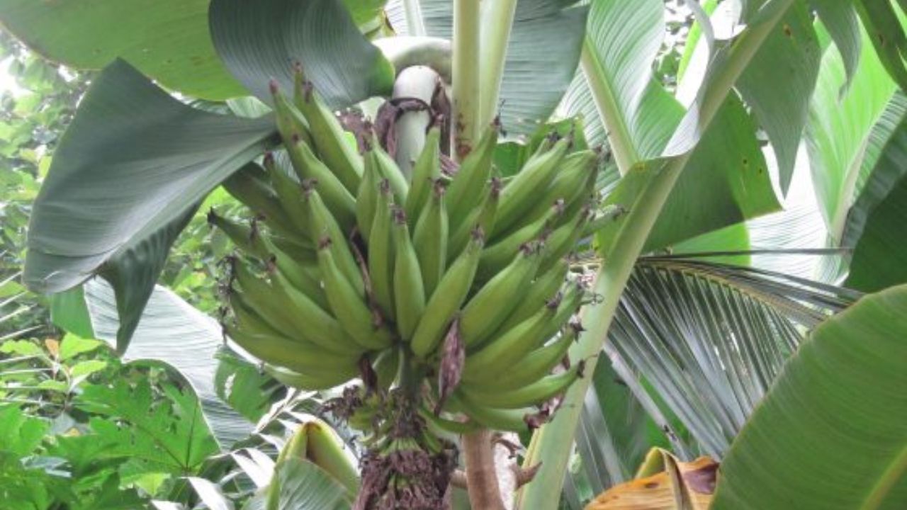 Kerala Banana Price: തൊട്ടാല് വെറും പൊള്ളല് അല്ല വെന്തുരുകും; നേന്ത്രക്കായക്ക് പൊന്നുംവില Kerala Banana Price: തൊട്ടാല് വെറും പൊള്ളല് അല്ല വെന്തുരുകും; നേന്ത്രക്കായക്ക് പൊന്നുംവില