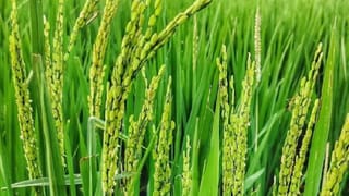 Today Horoscope Malayalam August 18: സഹോദരനുമായി അഭിപ്രായ വ്യത്യാസങ്ങള്‍ ഉണ്ടായേക്കാം; ഇന്നത്തെ രാശിഫലം