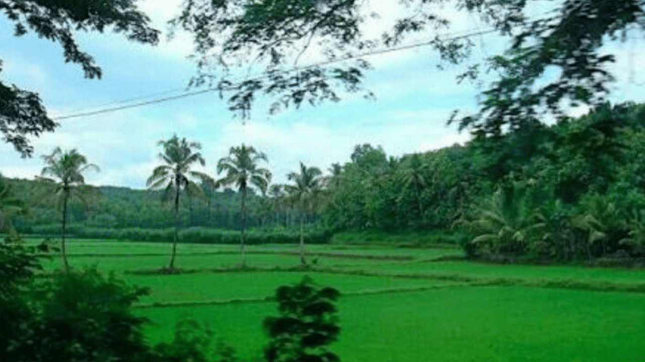 മൂന്ന് ഘട്ടങ്ങളായാണ് ആപ്പിന്റെ പ്രവർത്തനം രൂപപ്പെടുത്തിയിരിക്കുന്നത്. ആദ്യ ഘട്ടത്തിൽ കാലാവസ്ഥ വിവരങ്ങൾ, മണ്ണ് പരിശോധ സംവിധാനം, പ്ലാന്റ് ഡോക്ടർ സംവിധാനം തുടങ്ങിയവയാണ് ലഭ്യമാക്കുക. കൃഷിക്കാവശ്യമായ വിത്തുകൾ, വളം തുടങ്ങിയ ഉല്പാദനോപാധികളുടെ ലഭ്യത, തുടങ്ങിയവയാണ് രണ്ടാം ഘട്ടത്തിൽ ലഭ്യമാക്കുക. മൂന്നാം ഘട്ടത്തിൽ വിള ഇൻഷുറൻസ്, ഗുണനിലവാരമുള്ള ഉൽപ്പന്നങ്ങൾ വിപണനം നടത്തുന്നതിനുള്ള സംവിധാനം തുടഗിയ സേവനങ്ങൾ ലഭ്യമാക്കും.