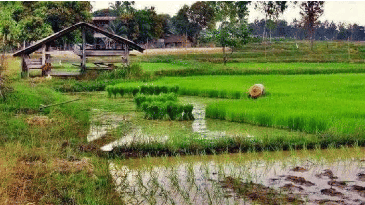 പ്ലേ സ്റ്റോറിൽ നിന്നും ആപ് സ്റ്റോറിൽ നിന്നും ആപ് ഡൗൺലോഡ് ചെയ്യാം. മൊബൈലിൽ ആപ് ഡൗൺലോഡ് ചെയ്യുന്നതിനായി ക്യൂആർ കോഡും വികസിപ്പിച്ചിട്ടുണ്ട്.