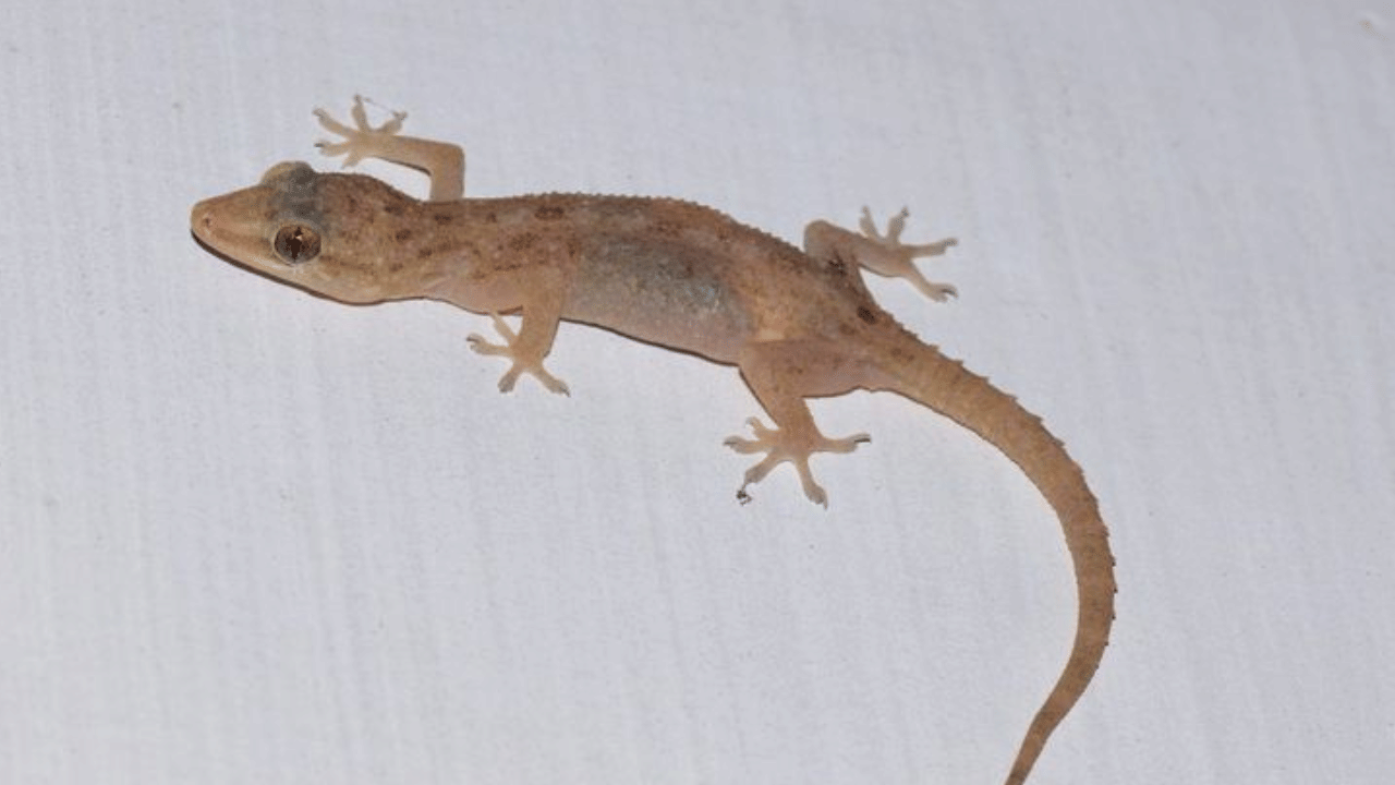 എങ്ങനെ തയ്യാറാക്കാം; സവാളയും വെളുത്തുള്ളിയും കുറച്ച് ഗ്രാമ്പുവും ചേർത്ത് മിക്സിയിൽ അരച്ചെടുക്കുക. ഈ മിശ്രിതത്തിലോട്ട് കുറച്ച് കുരുമുളക്, ബേക്കിംഗ് സോഡ, നാരങ്ങാ നീര് എന്നിവ ചേർത്ത് യോജിപ്പിക്കുക. അപ്പോൾ നമുക്ക് കട്ടിയുള്ള ഒരു പേസ്റ്റ് കിട്ടും, അതിൽ കുറച്ച് വെള്ളം ചേർത്ത് കട്ടികുറയ്ക്കുക. ഇവ അരിച്ചെടുത്തതിന് ശേഷം ഒരു സ്പ്രേ ബോട്ടിലിലേക്ക് ഒഴിക്കുക.