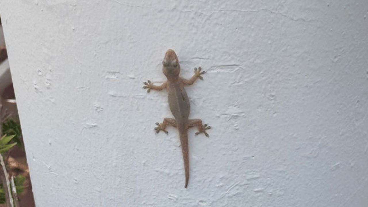 പല്ലികളെ തുരത്താനുള്ള പാനീയം തയ്യാറാക്കുന്നതിന്; സവാള, വെളുത്തുള്ളി, ഗ്രാമ്പു, കുരുമുളക്, ബേക്കിംഗ് സോഡ, നാരങ്ങാ നീര്, എന്നിവ ആവശ്യമാണ്. ഇവയുടെ മണമുള്ള സ്ഥലത്തു അധികനേരം വസിക്കാൻ പല്ലികൾക്ക് സാധിക്കില്ല. കൂടാതെ ബേക്കിംഗ് സോഡയും നാരങ്ങാ നീരും കൂടി ചേരുമ്പോൾ ഉണ്ടാകുന്ന റിയാക്‌ഷൻ പല്ലികളെ തുരത്താൻ സഹായിക്കും.