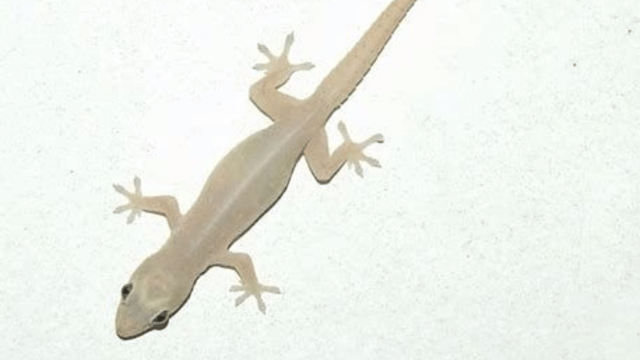 ശേഷം പല്ലികൾ വരാൻ സാധ്യതയുള്ള സ്ഥലങ്ങളിൽ ഇവ സ്പ്രേ ചെയ്തു കൊടുക്കുക. ഇടയ്ക്ക് ചെയ്തു കൊടുക്കുക . പള്ളികളുടെ ശല്യം കുറയ്ക്കാൻ ഇവ സഹായിക്കും.