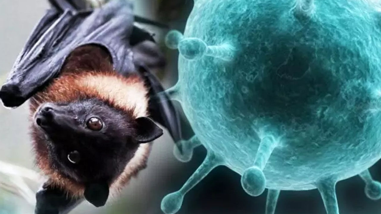 Nipah Virus: സംസ്ഥാനത്ത് വീണ്ടും നിപ ബാധയെന്ന് സംശയം; കണ്ണൂരിൽ രണ്ട് പേർ ചികിത്സയിൽ