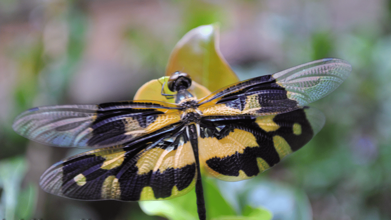 ഓണതുമ്പീ പാടൂ... ഓരോ രാഗം നീ... ഓണവും തുമ്പിയും തമ്മിൽ എന്താണ് ബന്ധം? ഓണമെന്ന് കേൾക്കുമ്പോൾ തുമ്പിയും പൂക്കളും എല്ലാം നമ്മുടെ മനസ്സിലേക്ക് ഓടികയറും. ഏഷ്യൻ രാജ്യങ്ങളിൽ കാണപ്പെടുന്ന നീർമുത്തൻ കുടുംബത്തിൽപ്പെട്ട ഒരു കല്ലൻ തുമ്പിയാണ് ഓണത്തുമ്പി എന്നറിയപ്പെടുന്നത്. (Image Credits: Social Media)