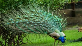 മണാലിയിലെ മഞ്ഞുവീഴ്ചയ്ക്കിടയിലും മയിലുകൾ