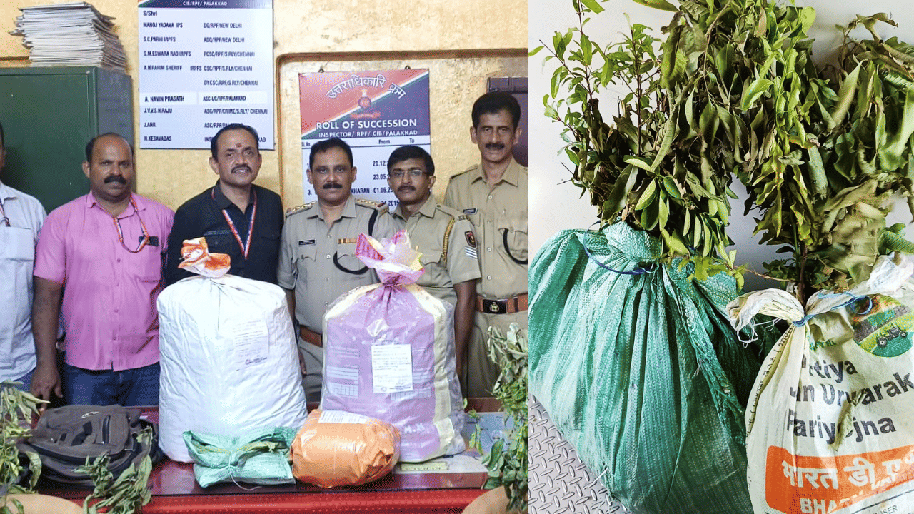 Ganja Raid: ആ തൈകൾ പരിശോധിച്ച പോലീസും ഞെട്ടി, അടിയിലുള്ളത് മണ്ണല്ല