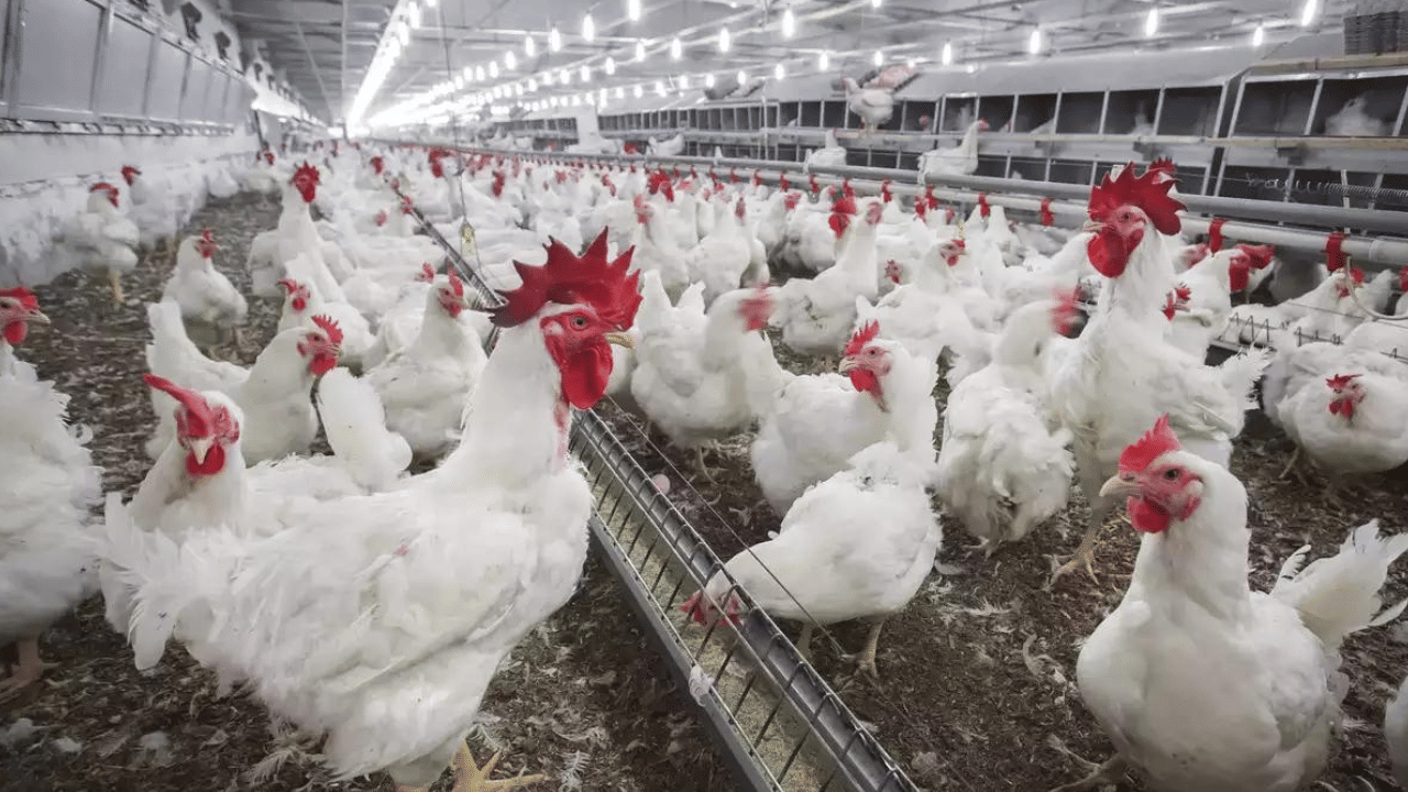 Kerala Chicken Price: സംസ്ഥാനത്തെ കോഴിയിറച്ചി വിലയിൽ ഇടിവ്; കാരണം പ്രാദേശിക ഉത്പാദനവും തമിഴ്നാട്ടിൽനിന്നുള്ള വരവും Kerala Chicken Price: സംസ്ഥാനത്തെ കോഴിയിറച്ചി വിലയിൽ ഇടിവ്; കാരണം പ്രാദേശിക ഉത്പാദനവും തമിഴ്നാട്ടിൽനിന്നുള്ള വരവും