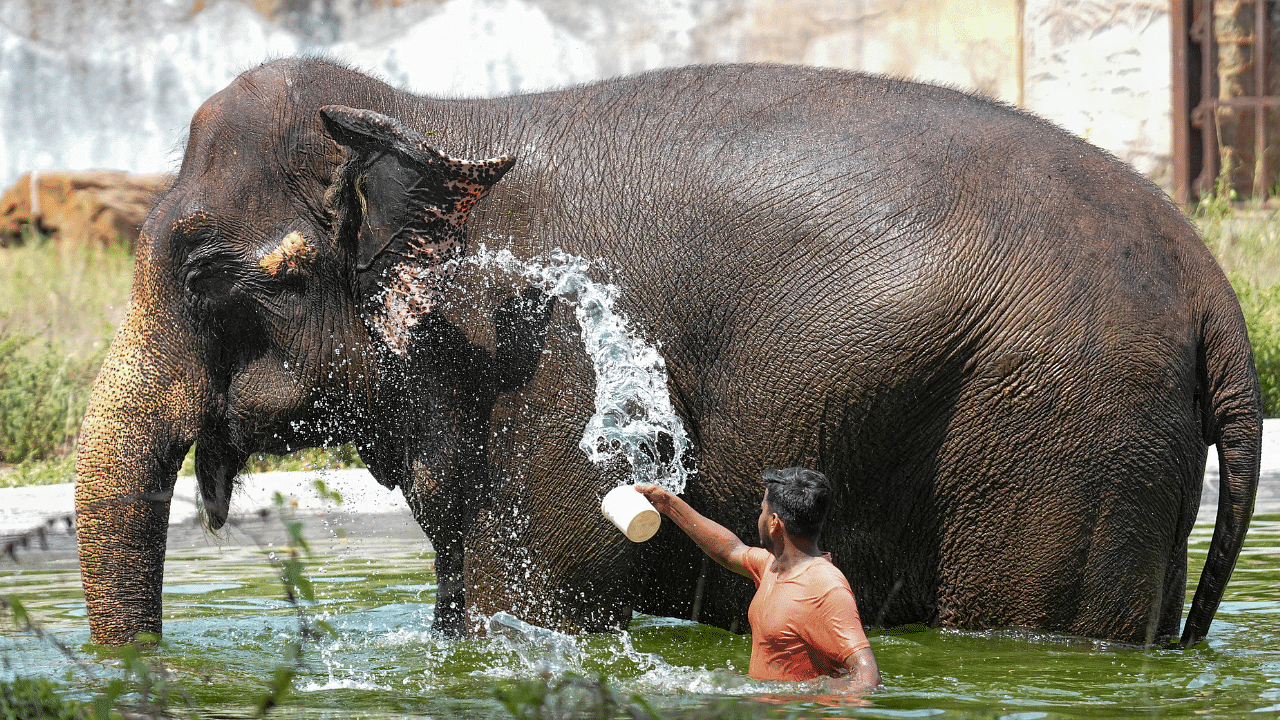 ആനകളുടെ