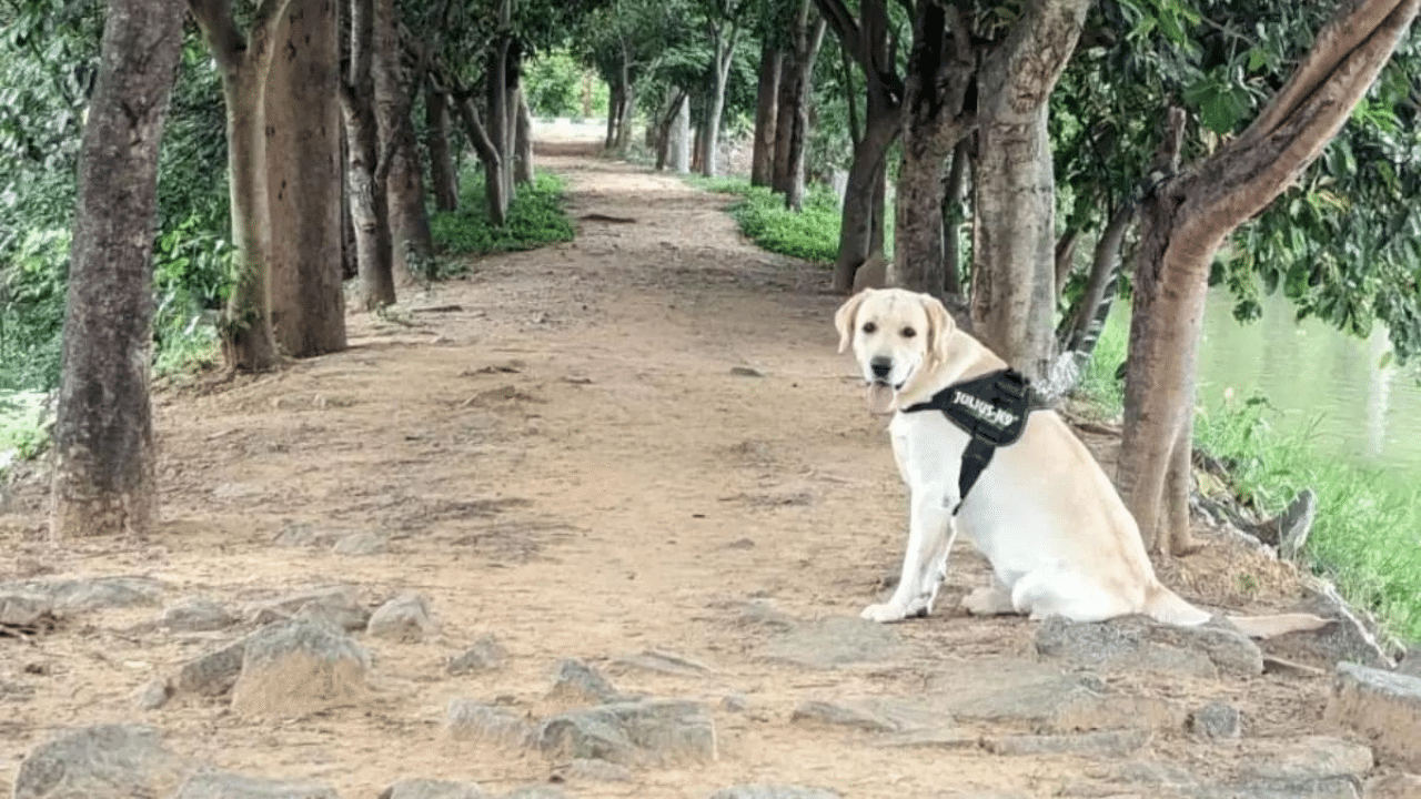 ജമ്മുകാശ്മീരിൽ ഭീകരരെ തുരത്താനുള്ള സൈനിക നീക്കത്തിനിടെ വെടിയേറ്റ് ജീവൻ നഷ്ടമായ കരസേനയുടെ ഡോഗ് സ്‌ക്വാഡിലെ നായയാണ് കെൻ്റ്. കഴിഞ്ഞ വർഷം സെപ്റ്റംബറിൽ ജമ്മുവിൽ സൈനികർക്കൊപ്പമുള്ള ഓപ്പറേഷനിടെയാണ് ആറ് വയസുകാരിയായ കെൻറ് വീരമൃത്യു വരിച്ചത്. ഗോൾഡൻ ലാ​​ബ്രഡോർ ഇനത്തിൽപ്പെട്ട കെന്റിന് മരണാനന്തര ബഹുമതിയായാണ് ഗാലൻട്രി അവാർഡ്  പുരസ്കാരം ലഭിച്ചത്. 