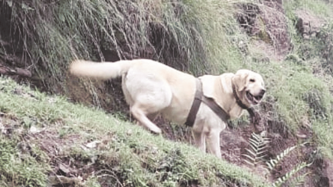രജൗരിയിൽ ഭീകരർ തമ്പടിച്ചിട്ടുണ്ടെന്ന രഹസ്യ വിവരത്തെ തുടർന്നാണ് സൈന്യം തിരച്ചിലിനായി എത്തിയത്. ഭീകരരുടെ  താവളത്തിലേക്ക് സൈന്യത്തിന് വഴികാട്ടിയായിരുന്നു കെൻ്ര്. സൈന്യമെത്തിയതോടെ ഭീകരർ വെടിയുതിർക്കുകയായിരുന്നു. എന്നാൽ ഭീകരർ വെടിവെപ്പ് തുടർന്നുവെങ്കിലും കെൻറ് തൻ്റെ ദൗത്യത്തിൽ നിന്ന് പിന്മാറിയില്ല. ഭീകരുടെ താവളത്തിലേക്ക് നീങ്ങിയ കെൻറ്  തന്റെ ഹാൻഡ്ലറായ സൈനികനെ ഭീകരരുടെ ആക്രമണത്തിൽനിന്ന് രക്ഷപ്പെടുത്തുന്നതിനിടെയാണ് വെടിയേറ്റത്.