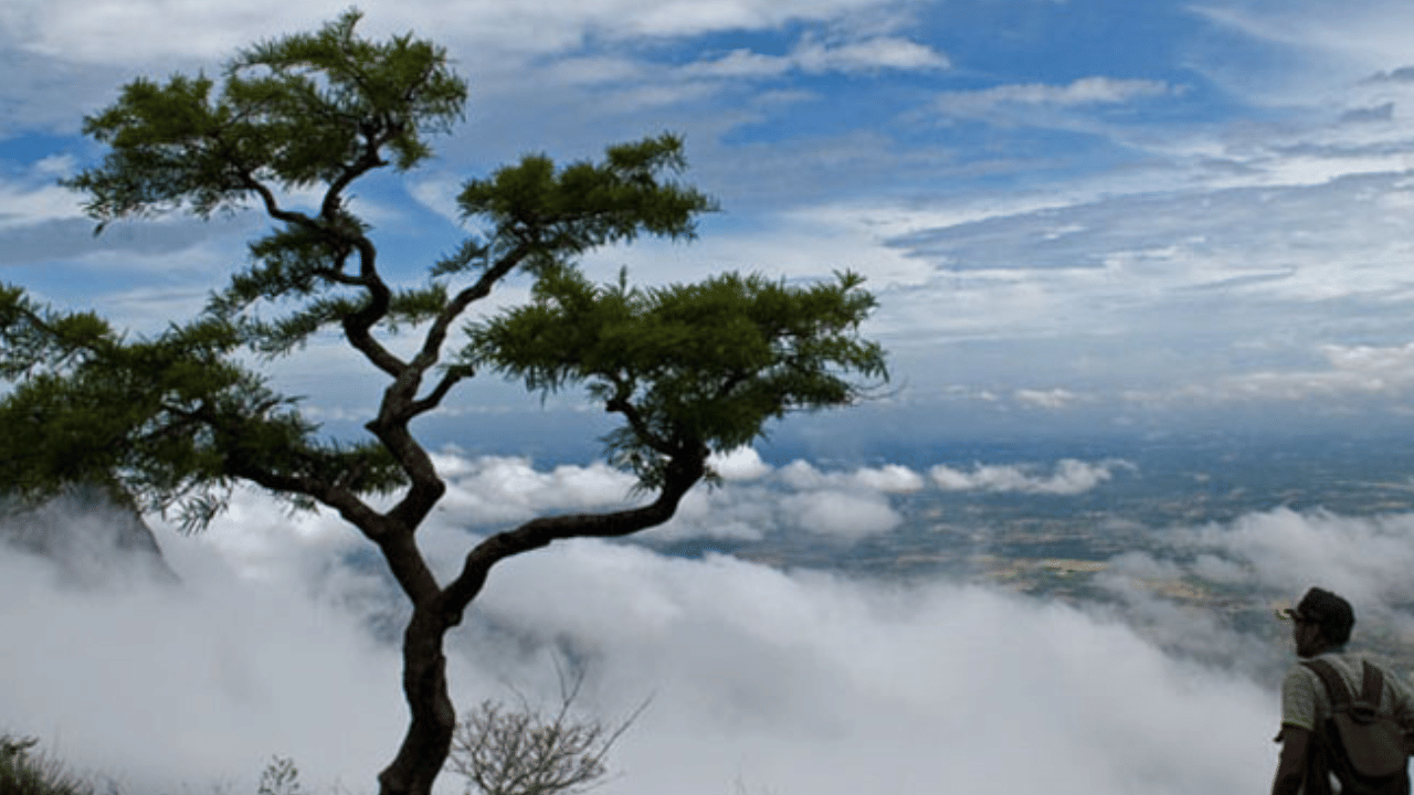 നെല്ലിയാമ്പതി: നെല്ലിയാമ്പതിയിലെ പ്രധാന ആകർഷണം തേയിലത്തോട്ടങ്ങളും മനോഹരമായ മലനിരകളുമാണ്. പാവപ്പെട്ടവരുടെ ഊട്ടി എന്ന പേരിലും നെല്ലിയാമ്പതി അറിയപ്പെടുന്നു. ഇവിടെ ജനുവരി മുതൽ മെയ് വരെ തണുപ്പ് കുറഞ്ഞ കാലാവസ്ഥയും ജൂൺ മുതൽ ഡിസംബർ വരെ തണുപ്പ് കൂടുതലുമായിരിക്കും. സീതാർക്കുണ്ട്, കാരപ്പാറ തൂക്കുപാലം, ഓറഞ്ച് ഫാം, കേശവൻ പാറ, പോത്തുണ്ടി ഡാം തുടങ്ങി നെല്ലിയാമ്പതിയിൽ കാണാൻ ഏറെയുണ്ട്. (Image Courtesy: Kerala Tourism Official Page)