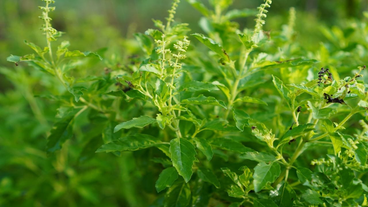 തുളസി- എല്ലായിടത്തും തുളസിച്ചെടി ഉണ്ടാകില്ല. നല്ല ശുദ്ധിയും വൃത്തിയും ഉള്ളിടത്ത് മാത്രമേ തുളസി വളരുകയുള്ളു. തുളസി വളരുന്ന സ്ഥലം ലക്ഷ്മി ദേവിയുടെയും മഹാവിഷ്ണുവിന്റെയും വാസസ്ഥലമായിരിക്കും. അതിനാല് തുളസി ഉള്ള വീടുകളില് നല്ലത് സംഭവിക്കും. തുളസിയുടെ അരി വീണ് കാടുപോലെ ചെടി വളരുന്നത് ഏറെ നല്ലതാണെന്നാണ് വിശ്വാസം. (Image Credits: Getty Images Creative/Penpak Ngamsathain)