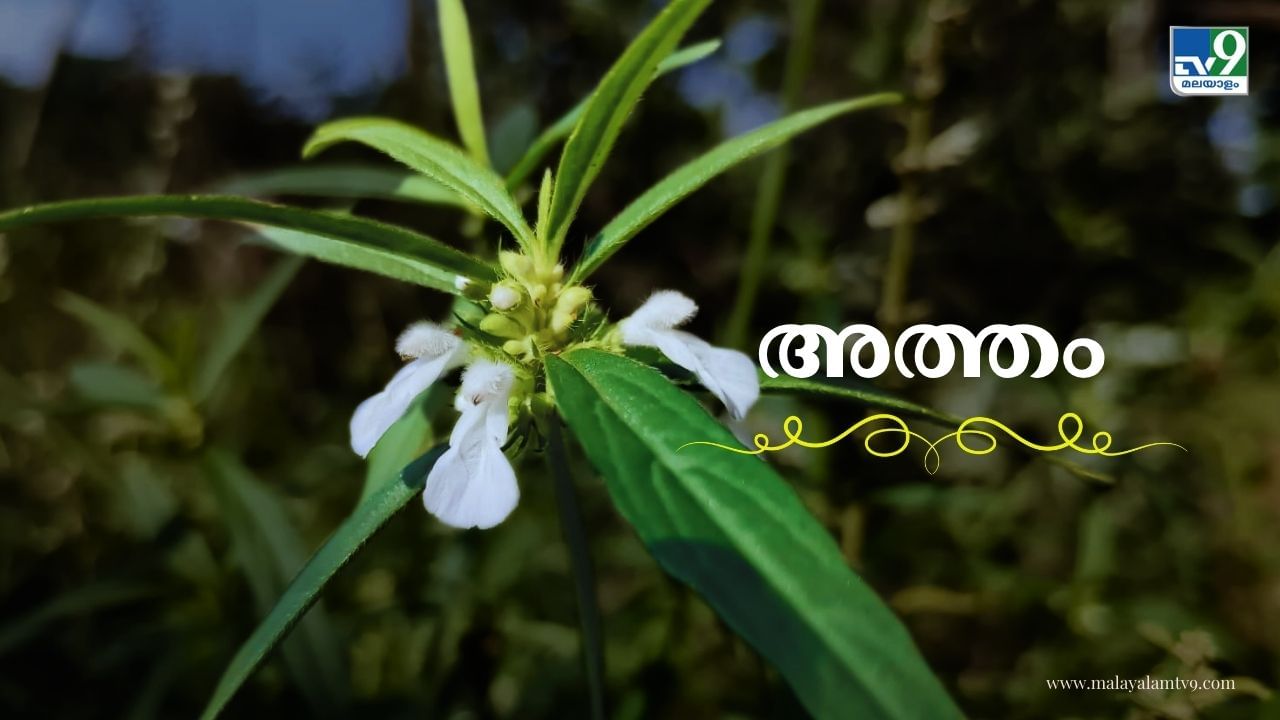 Onam 2024: അത്തം മുറ്റത്തെത്തി…പൂവിളിയുണര്ന്നു; കേരളത്തില് പൊന്നോണനാളുകള് Onam 2024: അത്തം മുറ്റത്തെത്തി…പൂവിളിയുണര്ന്നു; കേരളത്തില് പൊന്നോണനാളുകള്