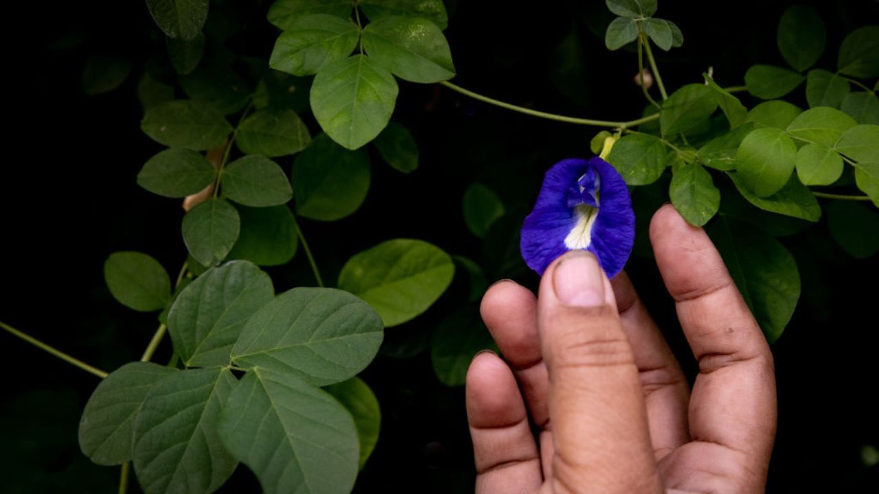 ശംഖുപുഷ്പം- എല്ലാ ദൈവങ്ങളുടെയും അനുഗ്രഹം നല്കുന്ന ചെടിയാണ് ശംഖുപുഷ്പം. ഇവ കണികാണുന്നത് ഐശ്വര്യമാണ്. ഇവ പെട്ടെന്ന് വളര്ന്നാല് വീട്ടില് ചെലവ് കുറഞ്ഞ് വരവ് കൂടും. ശംഖുപുഷ്പത്തിന്റെ ചെടി ഒരിക്കലും ഉണങ്ങി പോകാതെ സൂക്ഷിക്കണം. (Robertus Pudyanto/Getty Images)