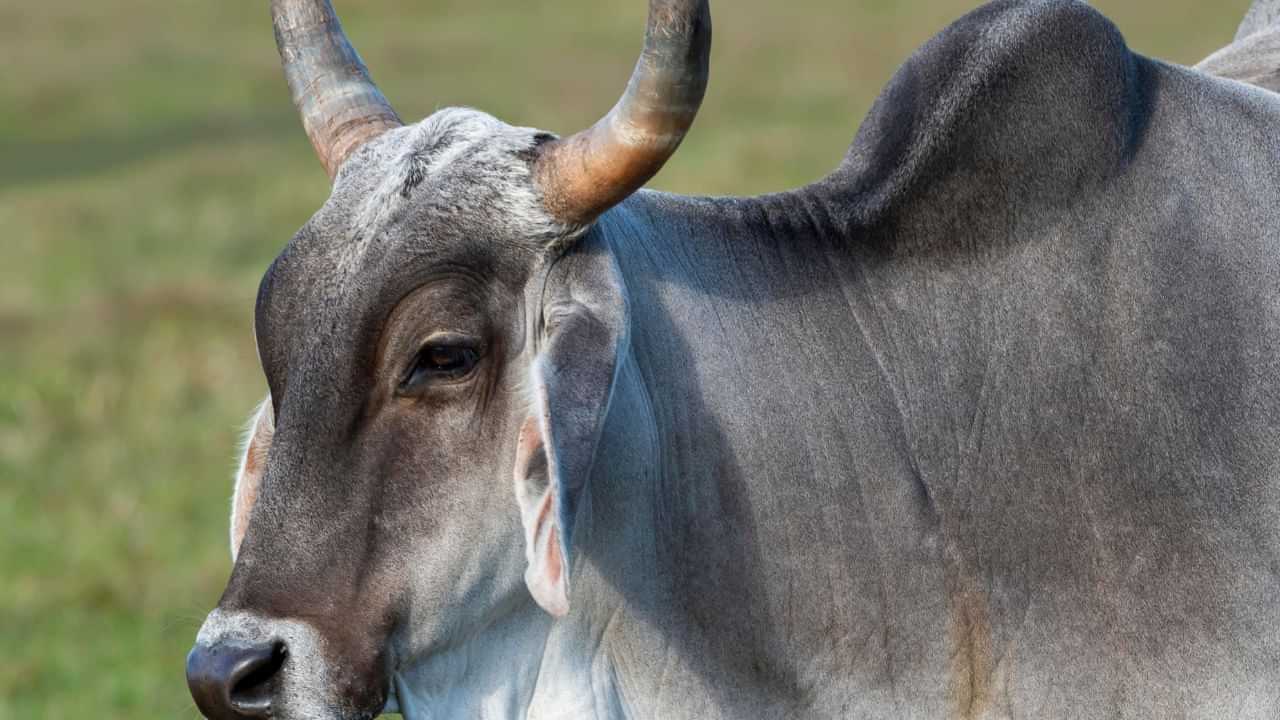 Cow Smuggler: പശുകടത്ത് നടത്തിയെന്നാരോപിച്ച് വിദ്യാര്‍ഥിയെ വെടിവെച്ച് കൊന്നു