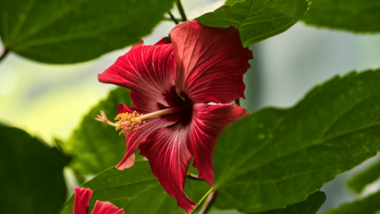 ശുദ്ധമായ ആട്ടിയ വെളിച്ചെണ്ണയിൽ ചെമ്പരത്തി ചേർത്ത് കാച്ചിയെടുക്കുന്നതാണ് ചെമ്പരത്തി എണ്ണ എന്നുപറയുന്നത്. എണ്ണ തയാറാക്കുന്നതിനായി ആദ്യം ചെമ്പരത്തി അൽപം വെള്ളം ചേർത്ത് നന്നായി തിളപ്പിക്കേണ്ടതുണ്ട്. അതിനു ശേഷം ഈ വെള്ളം അരിച്ചെടുത്ത് മാറ്റണം. ഇതിലേക്ക് വെളിച്ചെണ്ണ ചേർത്ത് കാച്ചിയെടുത്താൽ നിങ്ങളുടെ തലമുടിയുമായി ബന്ധപെട്ട പല പ്രശ്നങ്ങൾക്കും പരിഹാരം കണ്ടെത്താൻ കഴിയും. (Image Credits: Gettyimages)