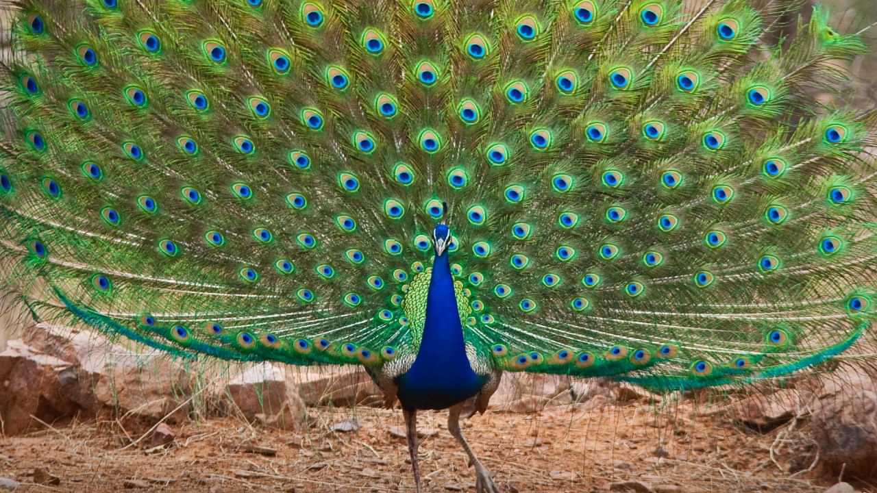 Peacock : പരിക്കേറ്റ് വീട്ടുമുറ്റത്തെത്തിയ മയിലിനെ എറിഞ്ഞ് വീഴ്ത്തി കറിവച്ച് കഴിച്ചു; തളിപ്പറമ്പ് സ്വദേശി അറസ്റ്റിൽ