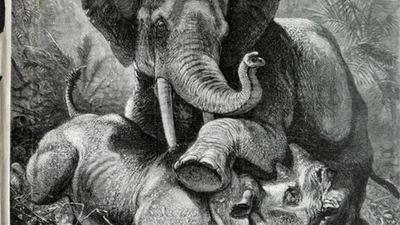 Chakkakkomban fight : ചക്കകൊമ്പന്റെ 15-ാം കുത്തിൽ മുറിവാലൻ ചെരിഞ്ഞു; ചക്കക്കൊമ്പൻ ചിന്നക്കനാലിൽ തന്നെ