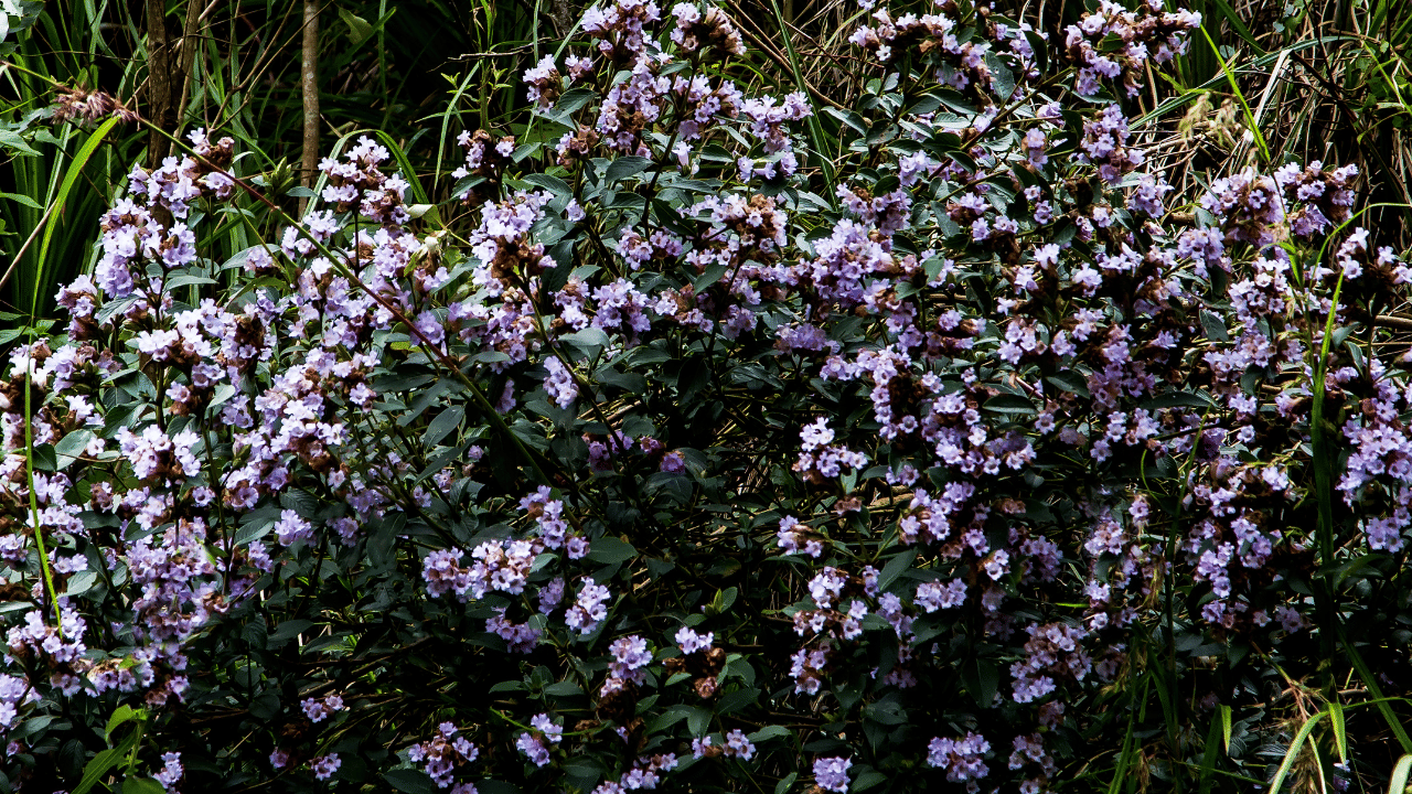 Neelakurinji blooms: നീലകുറിഞ്ഞി പൂത്തത് കാണാൻ പോകണ്ട, പണി കിട്ടും