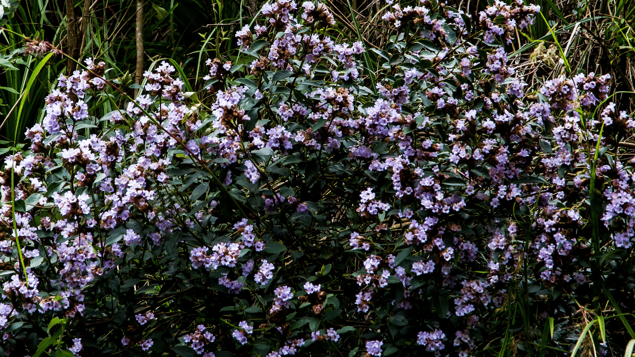 Neelakurinji blooms: നീലകുറിഞ്ഞി പൂത്തത് കാണാൻ പോകണ്ട, പണി കിട്ടും