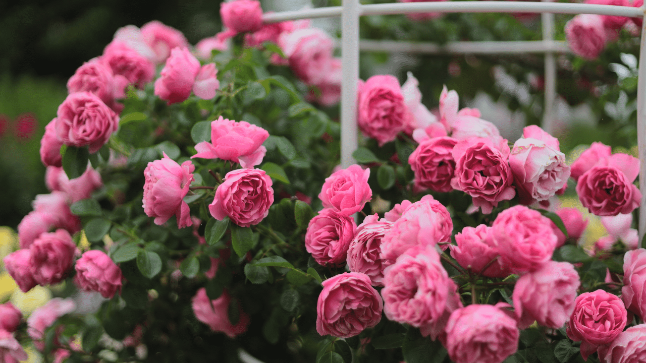 World Rose day: ഒരു 12കാരിയുടെ പോരാട്ടത്തെ ഓർമ്മിപ്പിച്ച് ഇന്ന് ലോക റോസ് ദിനം...