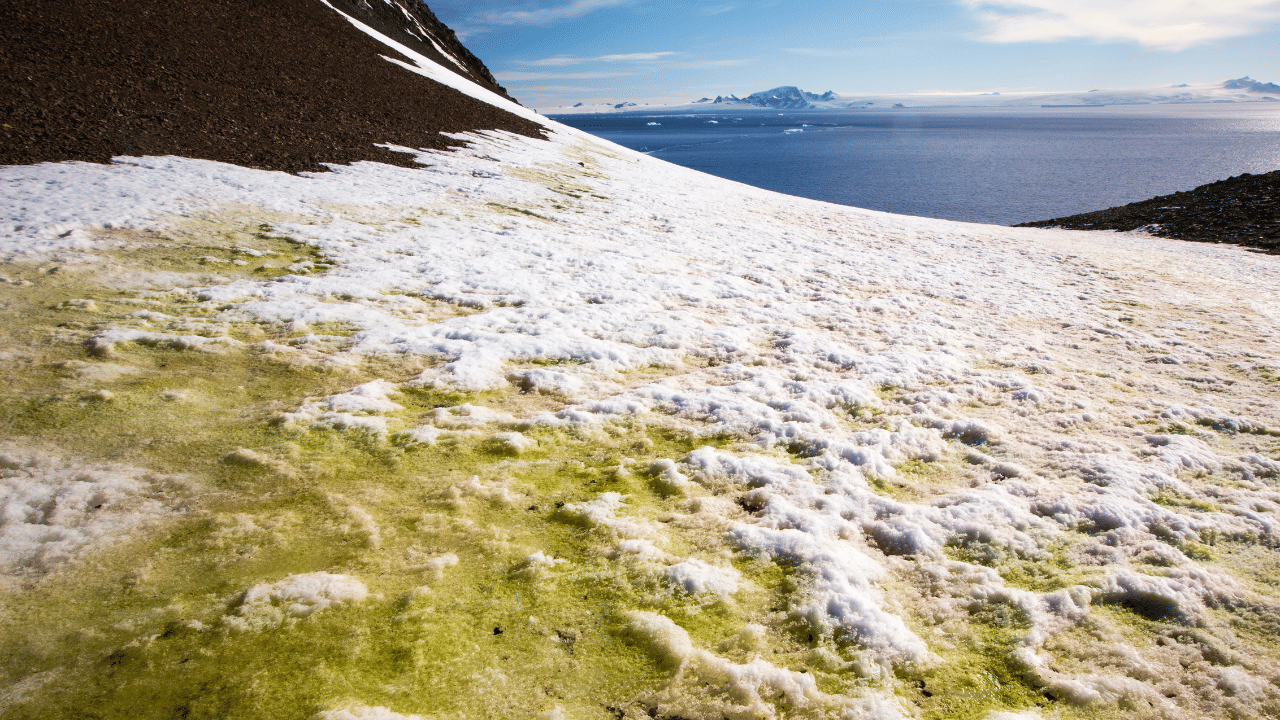 1986 നും 2021 നും ഇടയിൽ അന്റാർട്ടിക്ക് ഉപദ്വീപിലുടനീളം സസ്യജാലങ്ങൾ പതിന്മടങ്ങ് വർദ്ധിച്ചതായാണ് യുകെയിലെ എക്സെറ്റർ സർവകലാശാലയിലെ ഗവേഷകരുടെ കണ്ടെത്തൽ. ഉപഗ്രഹ ഡേറ്റ ഉപയോഗപ്പെടുത്തിയാണ് അന്റാർട്ടിക് ഉപദ്വീപിന്റെ 'ഗ്രീൻ റേറ്റ്' ഗൺവഷകർ കണക്കാക്കിയത്. ​(ഫോട്ടോ കടപ്പാട് : Ashley Cooper / GETTY IMAGES)