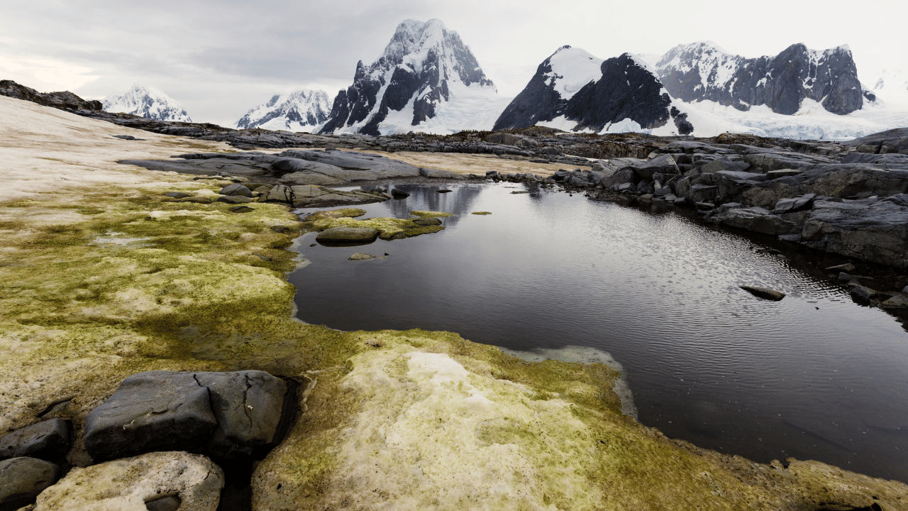 അന്റാർട്ടിക്ക ഉപദ്വീപിലുടനീളം വ്യാപകമായ പച്ചപ്പ് കാണുന്നെന്നും. ഈ പച്ചപുതയ്ക്കൽ വളരെ വേഗത്തിലാണ് നടക്കുന്നത് എന്നുമാണ് വിദ​ഗ്ധർ പറയുന്നത്. ​(ഫോട്ടോ കടപ്പാട് : Henryk Sadura / GETTY IMAGES)