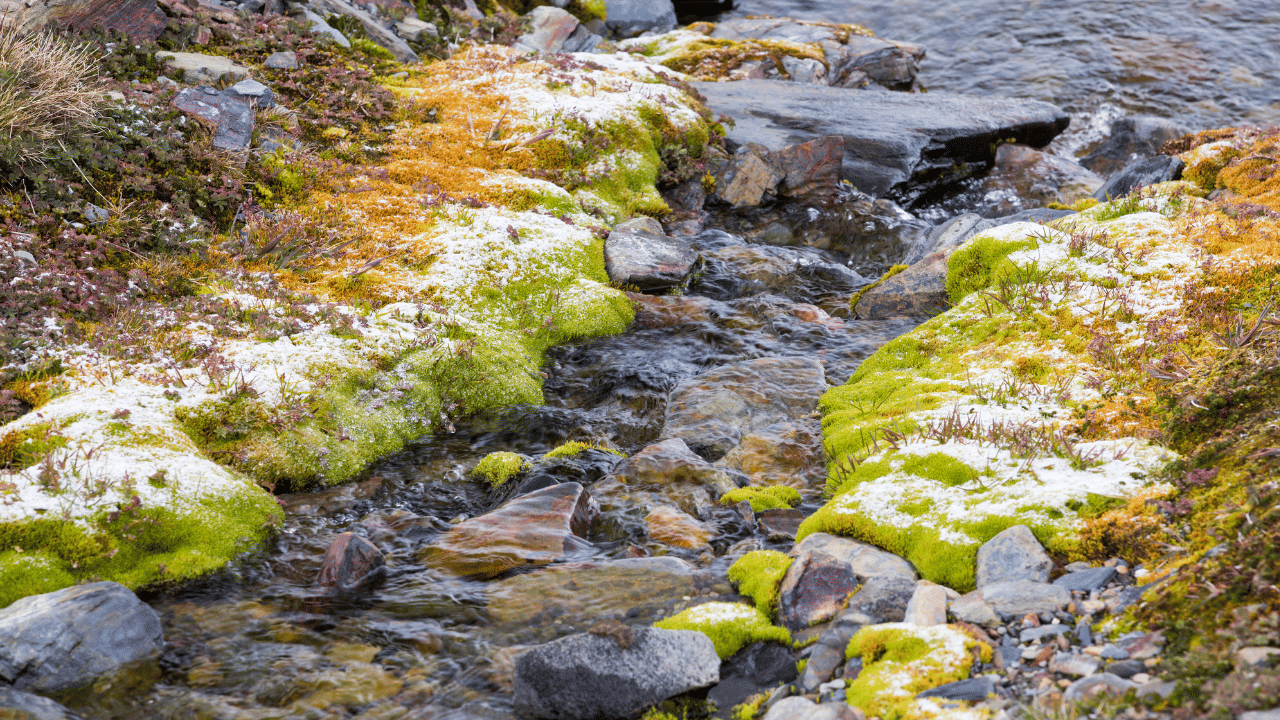2016-2021 കാലയളവിൽ സസ്യങ്ങളുടെ വളർച്ച അന്റാർട്ടിക്കയിലെ കടൽ-ഐസ് വിസ്തൃതിയിൽ ഗണ്യമായ കുറവുണ്ടായതായും പഠനത്തിൽ പറയുന്നു.  ​(ഫോട്ടോ കടപ്പാട് : Ashley Cooper / GETTY IMAGES)