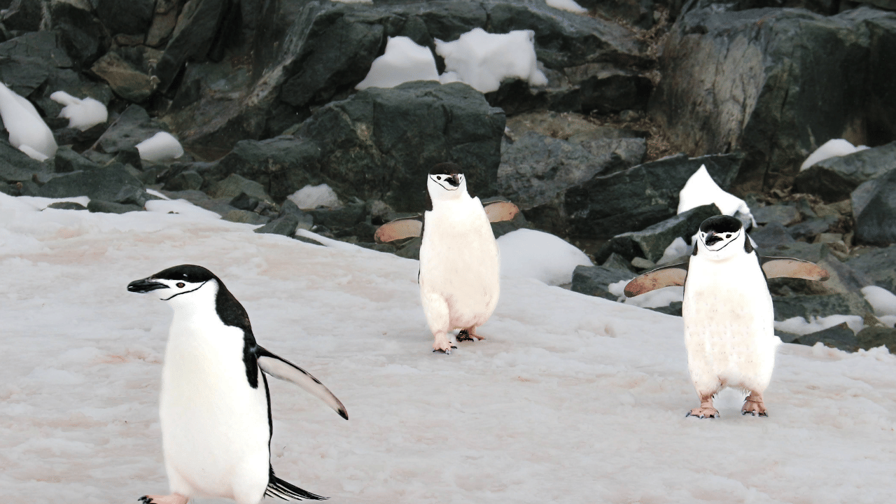 പായലുകളാണ് ഇവിടെ കണ്ടെത്തുന്ന സസ്യങ്ങളിൽ പ്രധാനപ്പെട്ടത്. മഞ്ഞ് മൂടി കിടക്കുന്നതിനാൽ കഠിന സാഹചര്യങ്ങളെ നേരിടാൻ പ്രാപ്തി ഉള്ളവയാണ് ഇവ. ​(ഫോട്ടോ കടപ്പാട് : Nicole Adair / 500px/ GETTY IMAGES)