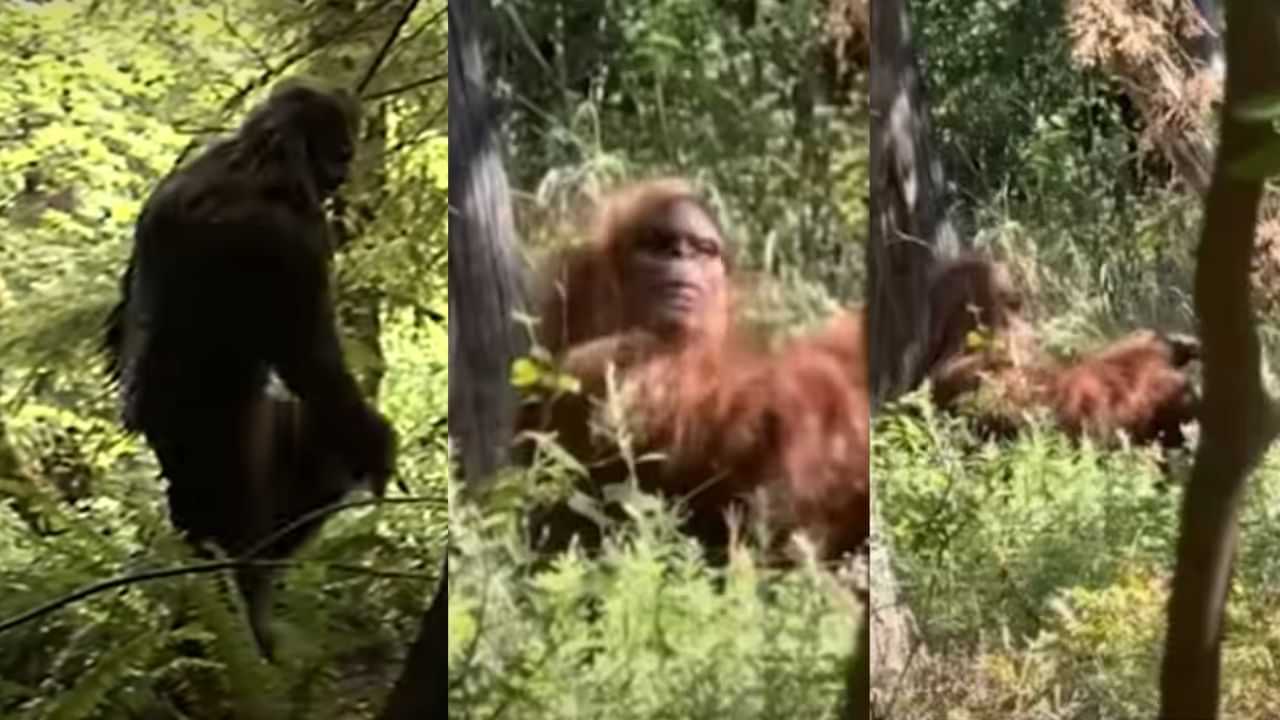 Bigfoot: ഭയാനകമായ നിമിഷം, നടുക്കം ഇനിയും മാറിയിട്ടില്ല; ബിഗ്ഫൂട്ടിനെ കണ്ട് ഭയന്നോടി ഹൈക്കര്‍