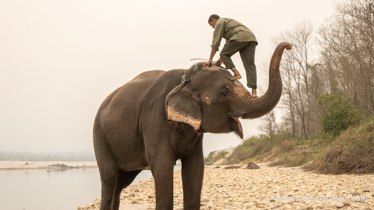 Elephant Mahout: ആനപാപ്പാനാവാൻ അവസരം; ഒറ്റദിവസത്തെ കോഴ്‌സിൽ യോഗ്യതാസർട്ടിഫിക്കറ്റ്